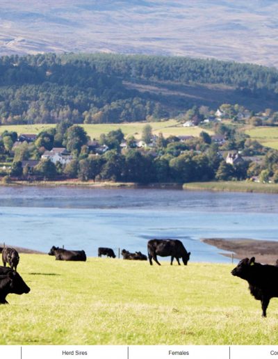 swordale aberdeen angus by dieselgraf